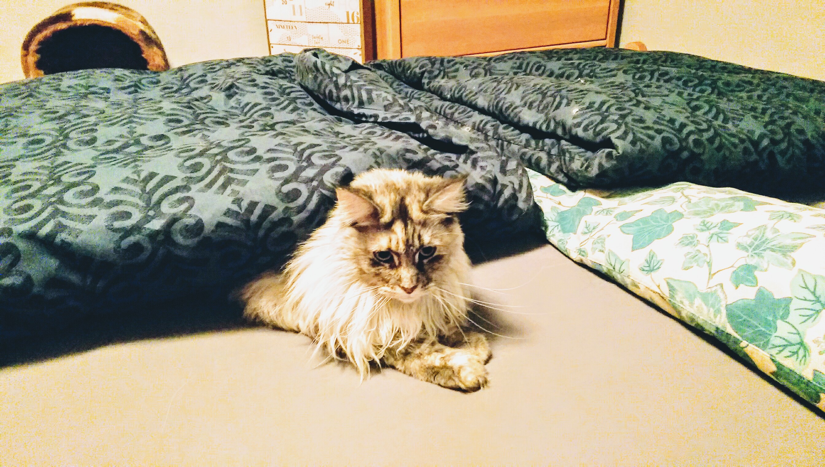 Katze im Bett